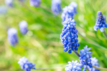 Close up photo of grape hyacinths. Muscari flowers in spring garden. Beautiful spring background