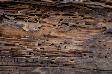 Old wood damaged by bark beetle - obrazy, fototapety, plakaty