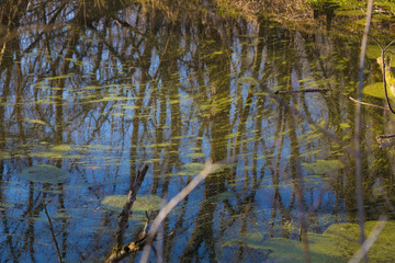 Fototapeta na wymiar Forest swamp in early spring.