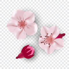 Decorative sakura flowers set, design elements. Can be used for cards, invitations, banners, posters, print design.