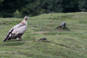 Himalayan vulture or Himalayan griffon vulture is an Old World vulture in the family Accipitridae. Closely related to the European griffon vulture 
