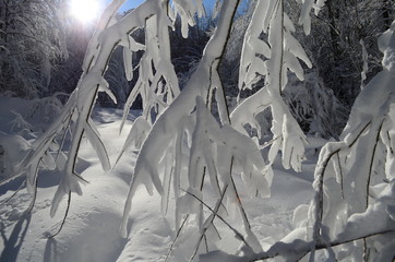 Trees covered with hoarfrost and snow in mountains
