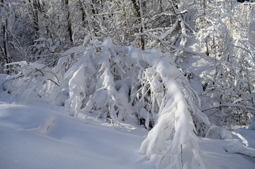 Trees covered with hoarfrost and snow in mountains