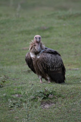 Himalayan vulture or Himalayan griffon vulture is an Old World vulture in the family Accipitridae. Closely related to the European griffon vulture 