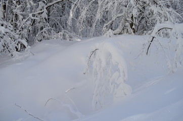 Trees covered with hoarfrost and snow in mountains