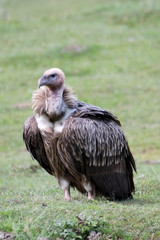 Himalayan vulture or Himalayan griffon vulture is an Old World vulture in the family Accipitridae. Closely related to the European griffon vulture 