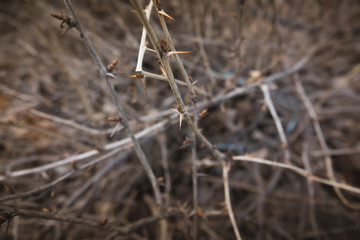 Fototapeta premium Dry Needles of Thorny Bush
