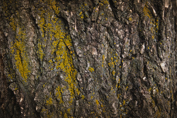 Texture of tree bark with moss