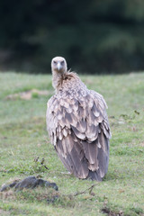 Himalayan vulture or Himalayan griffon vulture is an Old World vulture in the family Accipitridae. Closely related to the European griffon vulture 