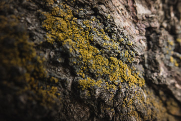 tree bark with moss