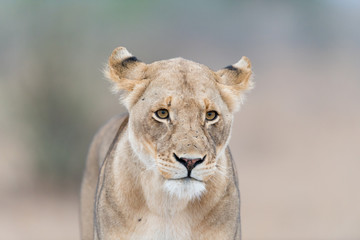 Female lion, lioness in the wilderness of Africa