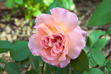 Beautiful  lush pink rose in the garden. A flower with leaves illuminated by the sun. Can be used to create a postcard. Floral background.