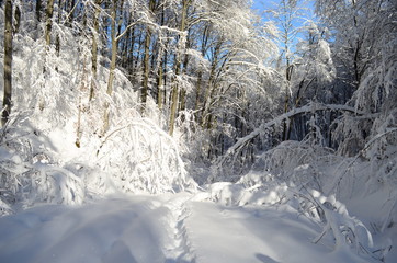Trees covered with hoarfrost and snow in mountains