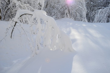 Trees covered with hoarfrost and snow in mountains