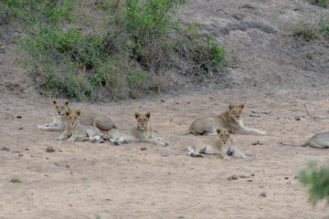 Lion Pride, pride of lions in the wilderness of Africa