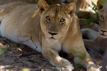 Naklejka na ściany i meble Female lion, lioness in the wilderness of Africa
