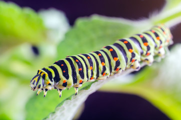 Caterpillar of the Machaon crawling on green leaves, close-up