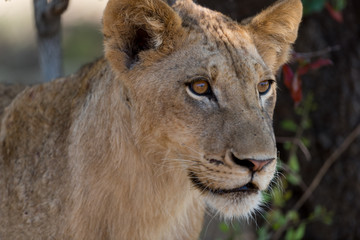 Young lion, juvenile lions in the wilderness of Africa