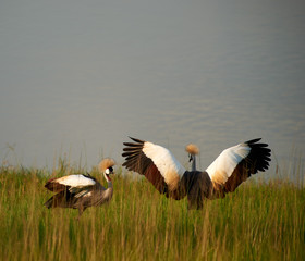 Rwanda birds