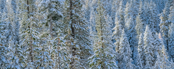 pines trees under a lot of snow, sunny day after the snow storm