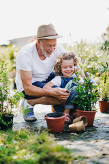 Small girl with senior grandfather in the backyard garden, gardening.