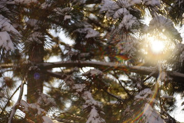 The sun shines through blurred pine branches in the snow.