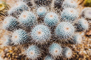 Detail of some cacti seen from above.