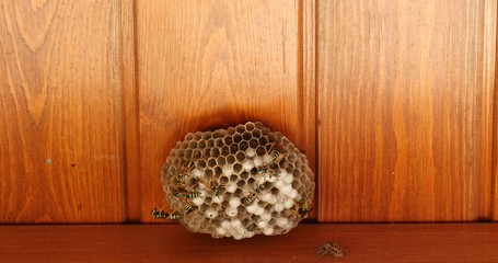 Closeup of wasps working on wasp hive and spider near hive.
