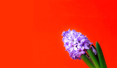 Festive concept from hyacinth flower in full bloom. Valentines Day. Template mock up of greeting card or text design. Close-up