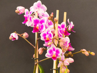 the beautiful fragile Orchid