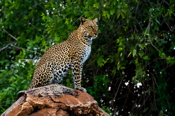 African leopard observing a surroundings in Samburu National Reserve, Kenya. Amazing leopard in the nature habitat. Wildlife scene. Panthera pardus pardus.