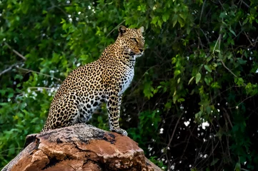  African leopard observing a surroundings in Samburu National Reserve, Kenya. Amazing leopard in the nature habitat. Wildlife scene. Panthera pardus pardus. © Tomas Hulik