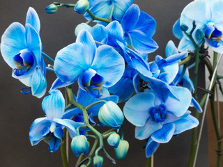 Fototapeta na wymiar the beautiful fragile Orchid