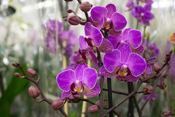 Large purple orchid flowers on a background of green leaves in a flower shop