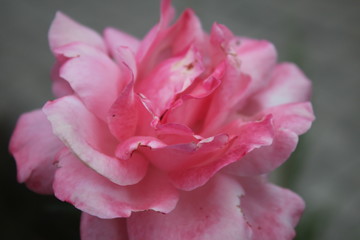 pink rose with water drops