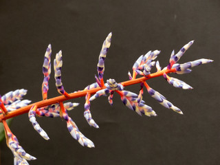 A Colorful Twig