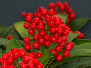 Red Berries plant