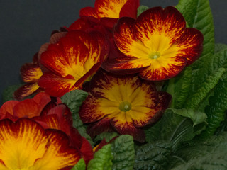 The Colorful Pansy