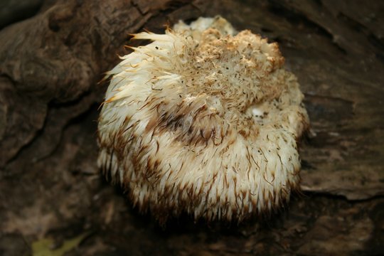 Lion's Mane mushroom (Hericium erinaceus, pom pom, bearded tooth fungus,bearded hedgehog mushroom), a medicinal and edible mushroom, growing on old log