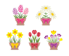 Set of spring flowers in pots with bows isolated on white background. Vector illustration of a tulip, daffodil, daisies, crocus and hyacinth in a simple flat style. Floral elements for holiday design.