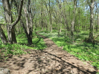 Obraz premium path in forest