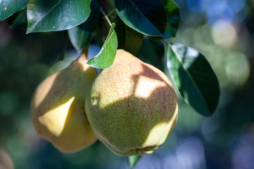 Ripe juicy pears on a tree in the garden
