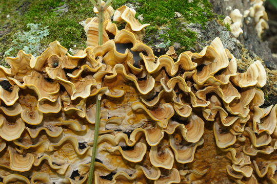 Shelf fungus growing on fallen tree with moss.