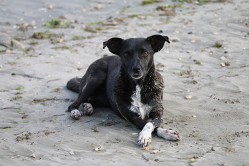 Dog posing in the beach with brown eyes