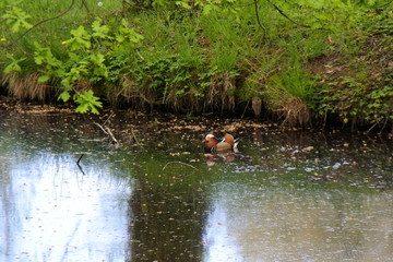 Mandarinenten - Am Fluss