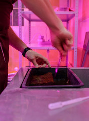 Indoor farm concept. Man hands preparing soil in plastic container for microgreens growing in artificial grow light
