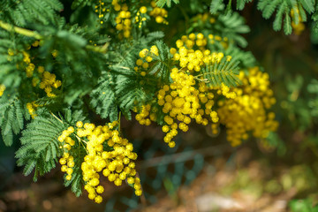 Branche de mimosa en fleurs, ensoleillés.