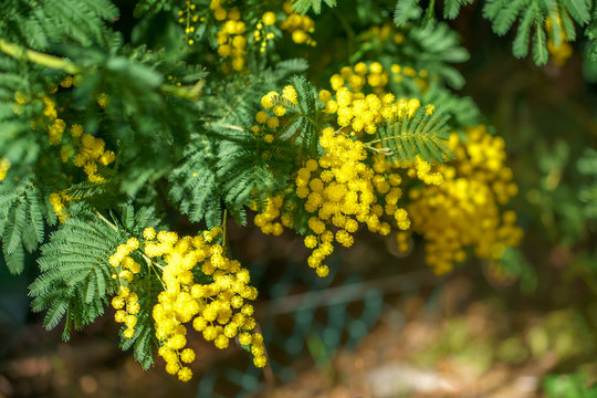 Branche de mimosa en fleurs, ensoleill&eacute;s.