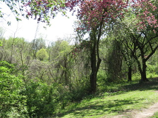 Fototapeta premium path in the forest