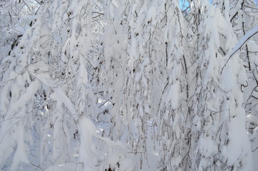 Trees covered with hoarfrost and snow in mountains